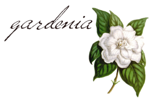 Versitia: A Youthful Script Font for Authentic Brand Identity